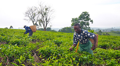 Asaba Moses picking tea on a farm in Uganda